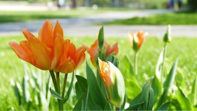 Farbenfrohe Frühblüher im Park